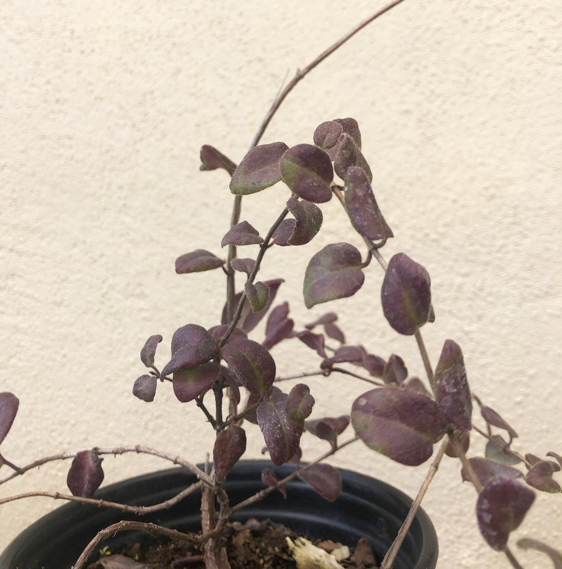 honeysuckle plant in pot Lonicera hispidula, Hairy Honeysuckle – Plant Material