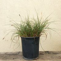 Carex pansa (meadow sedge)