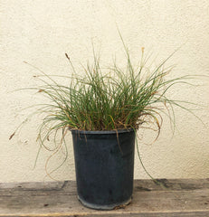Carex pansa (meadow sedge)