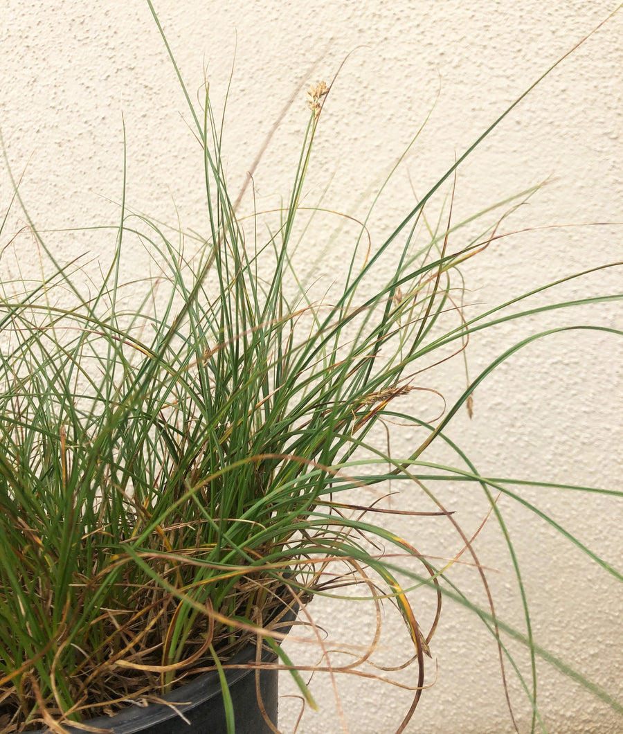 Carex pansa (meadow sedge)