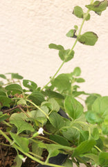 Clinopodium (Satureja) douglasii, Yerba Buena
