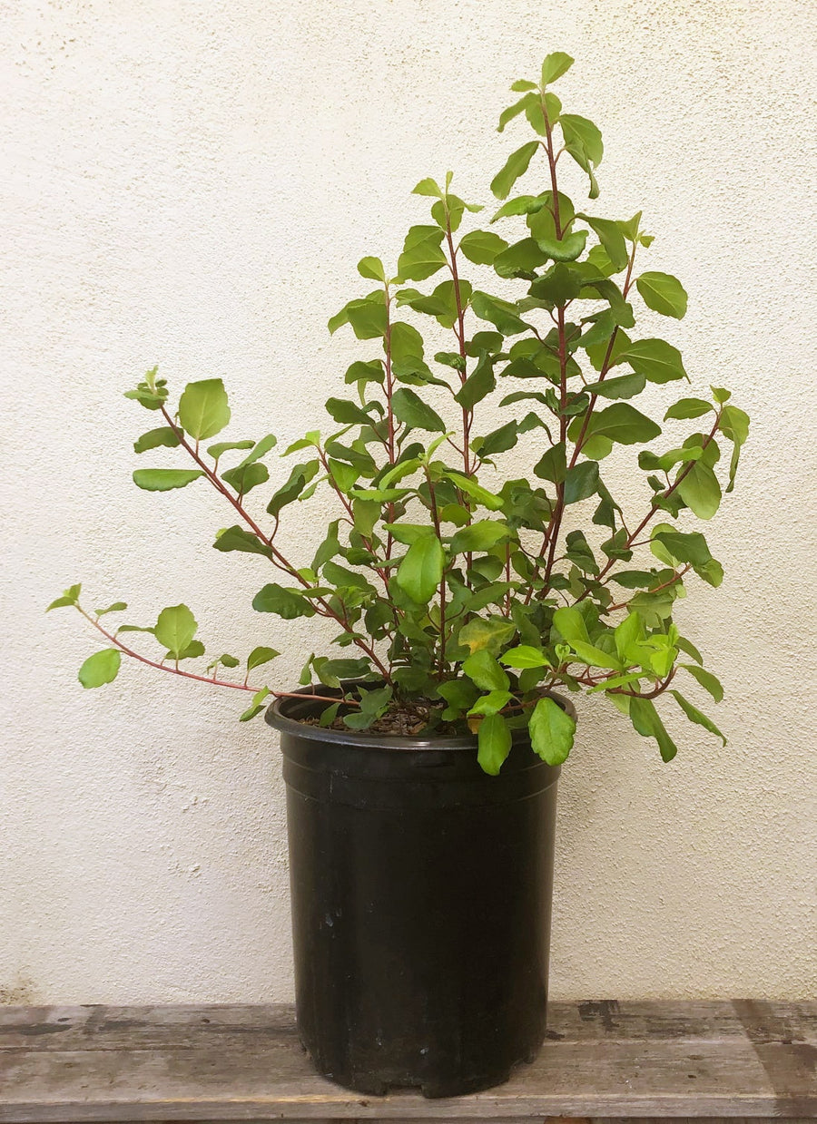 Ribes viburnifolium, Evergreen Currant 1 Gallon