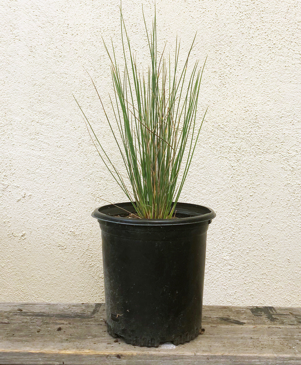 Rushes Plant