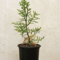 Hesperocyparis (Cupressus) forbesii, Tecate Cypress