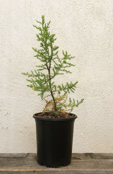 Hesperocyparis (Cupressus) forbesii, Tecate Cypress