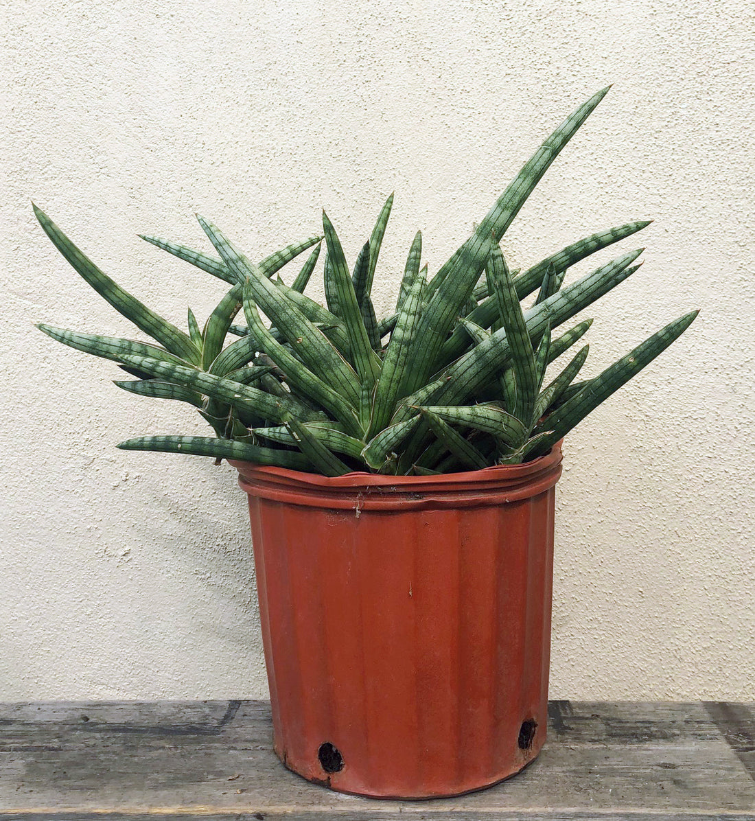 sansevieria cylindrica plant Sansevieria cylindrica Patula