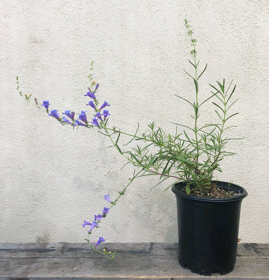 Penstemon heterophyllus 'Margarita Bop' , Blue Bedder Plant Material