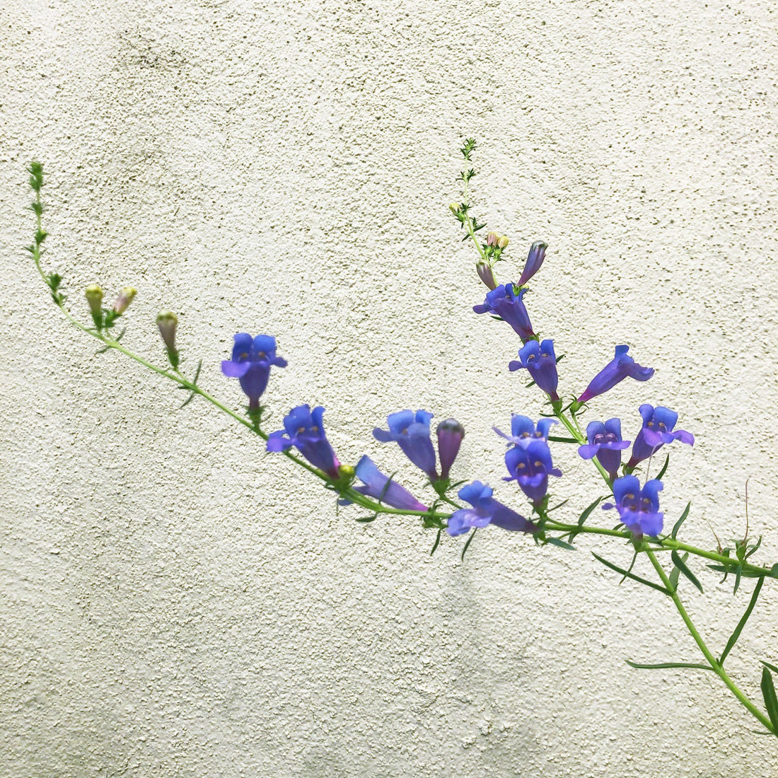 mon heterophyllus 'Margarita Bop' (Blue Bedder) Flowering