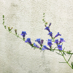 Penstemon heterophyllus 'Margarita Bop' (Blue Bedder) Flowering