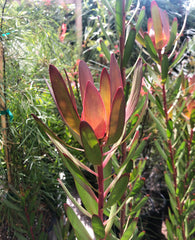 Leucadendron 'Safari Sunset'