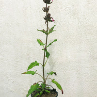 Salvia spathacea 'Powerline Pink' (Hummingbird Sage)