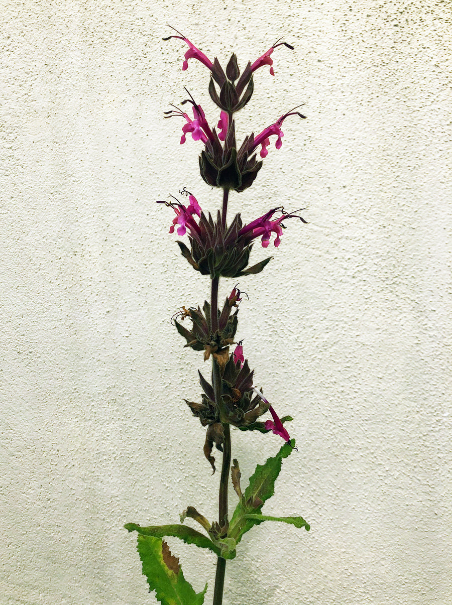 Salvia spathacea 'Powerline Pink' (Hummingbird Sage)