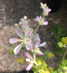 Malacothamnus clementinus (San Clemente Is. bushmallow)