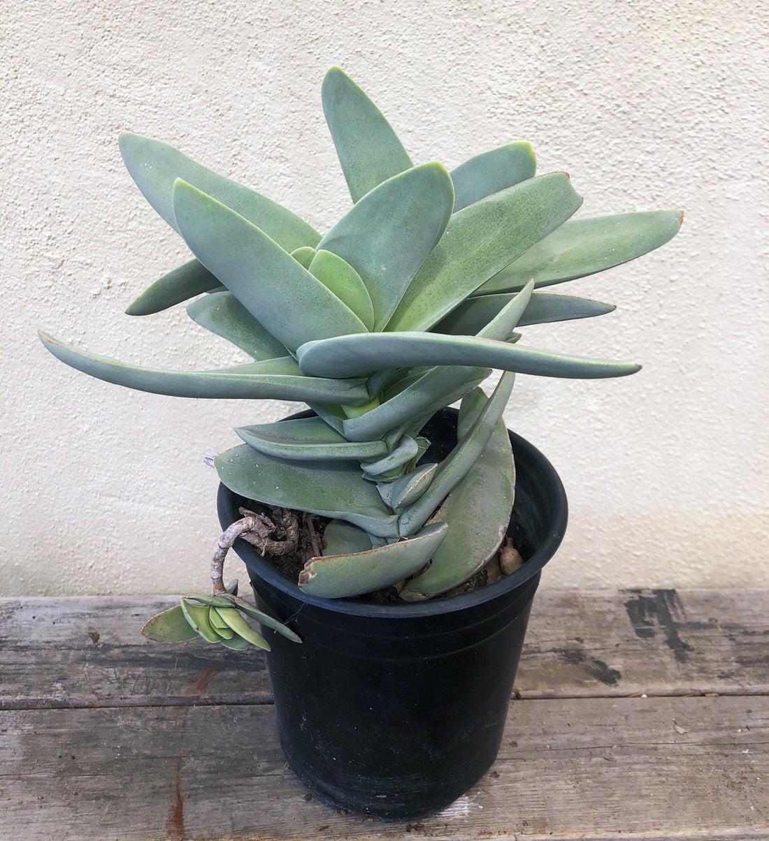 crossword succulent plant Crassula falcata – Plant Material