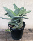 Crassula falcata