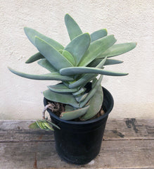 Crassula falcata