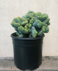 Myrtillocactus Crests Elite