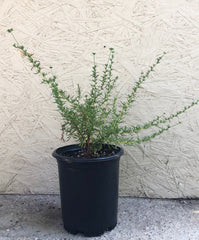 Eriogonum fasciculatum 'Dana Point', California Dana Point Buckwheat 1 Gallon