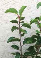 Rhus ovata, Sugar Bush