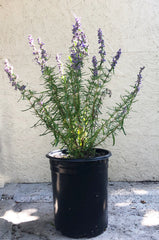 Trichostema lanatum (Woolly Blue Curls) 5 Gallon