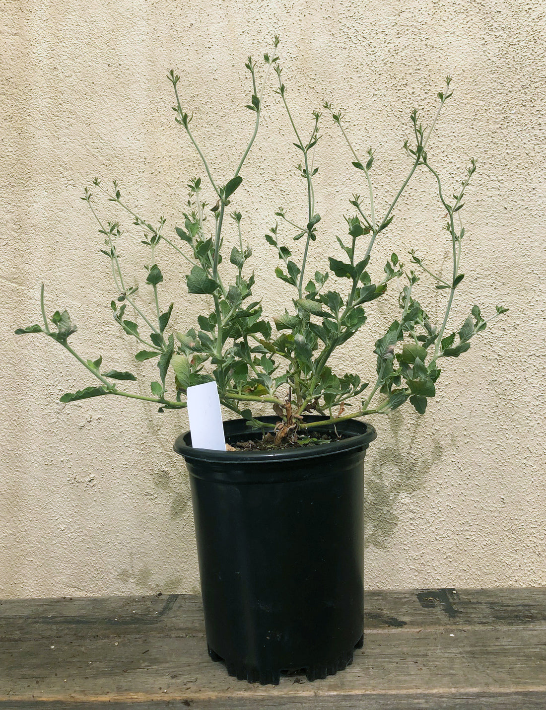coastal plants for pots Eriogonum cinereum (ash leaf / coastal buckwheat), – Plant Material