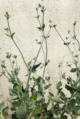 Eriogonum cinereum (ash leaf / coastal buckwheat),