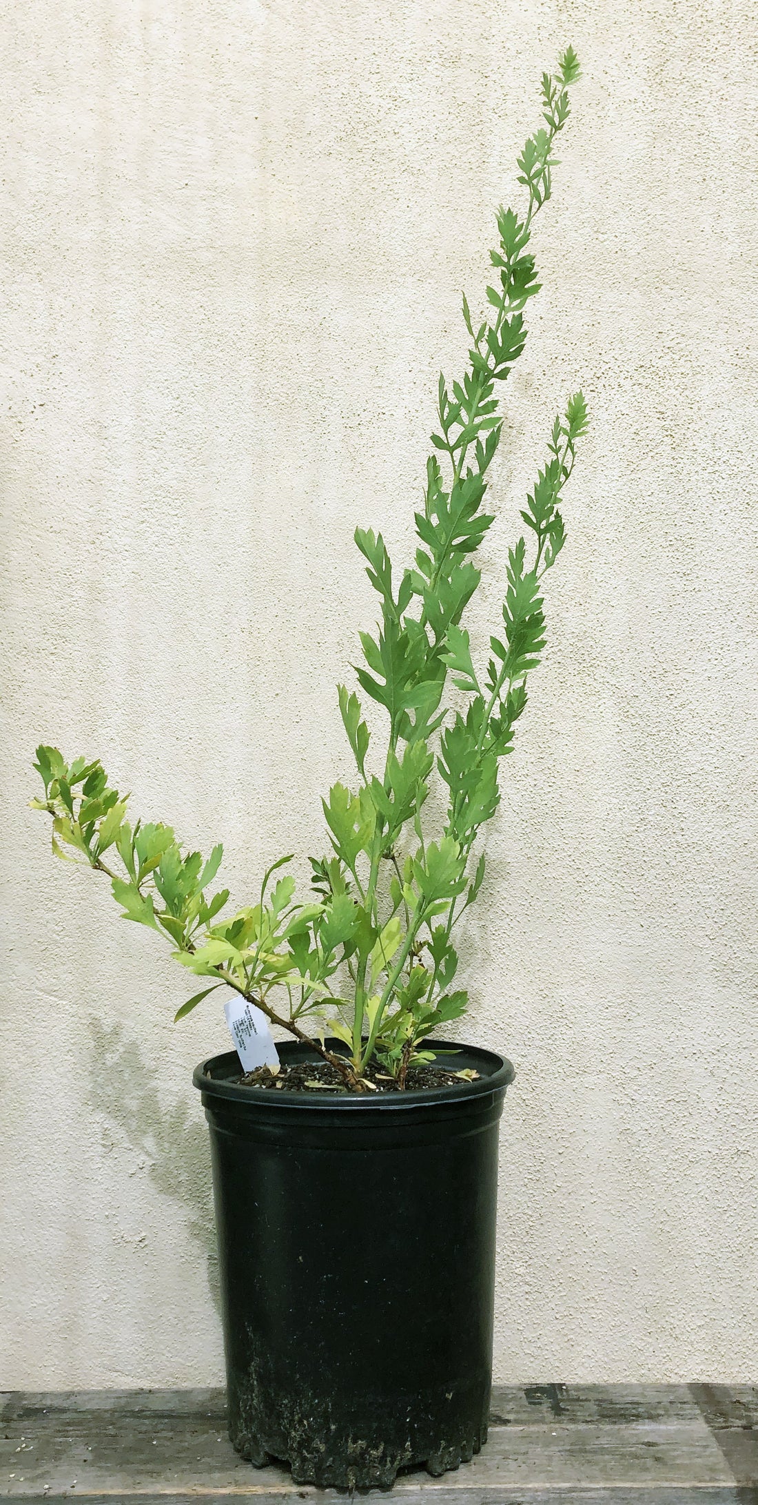 Romneya coulteri, Matilija Poppy 1 Gallon