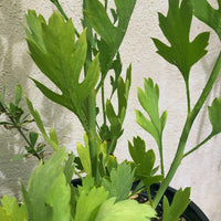 Romneya coulteri, Matilija Poppy Leave