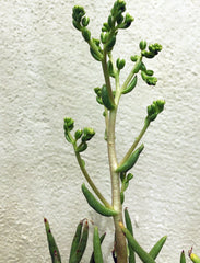 Dudleya edulis