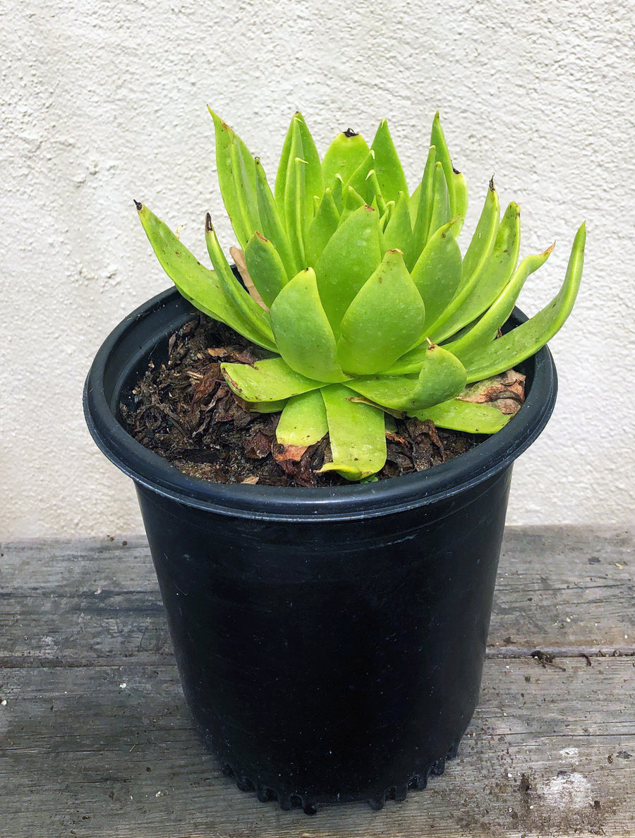 Dudleya brittonii (green form)