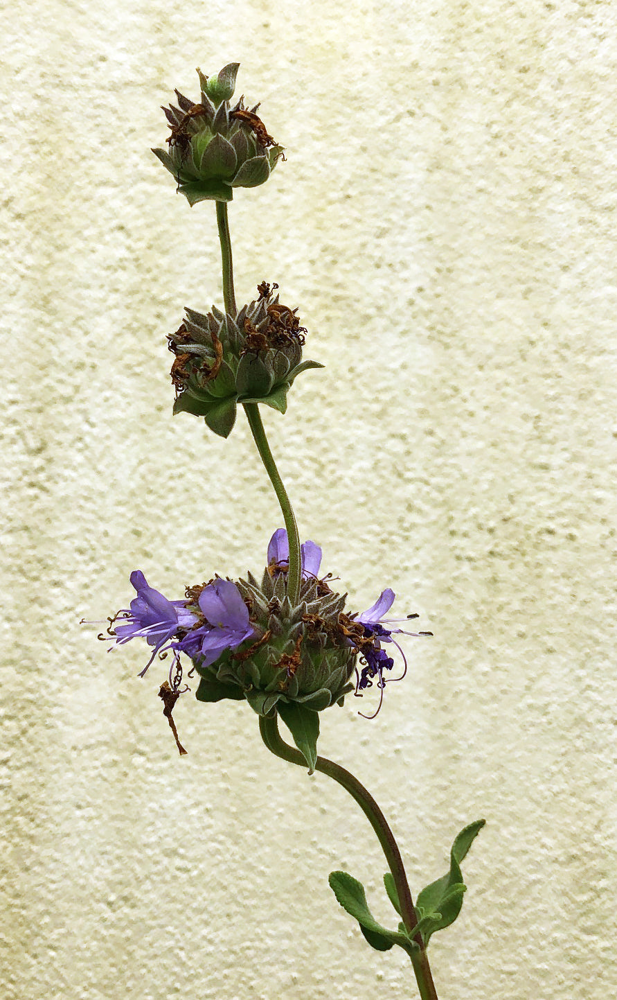 Salvia 'Pozo Blue'