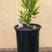 Carpenteria californica, Bush Anemone