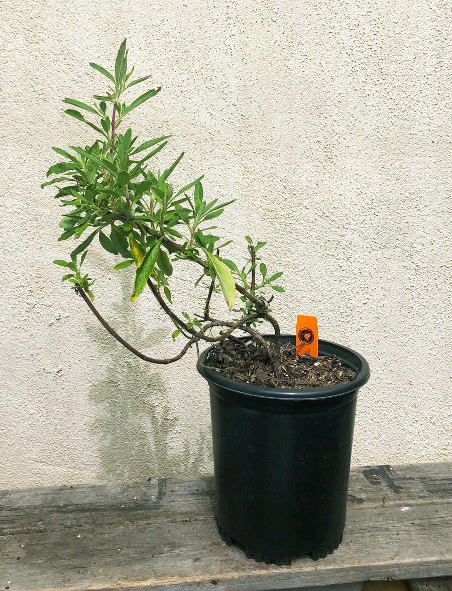 house plant creeper Salvia 'Shirley's Creeper', Shirley's Creeper' Sage – Plant Material
