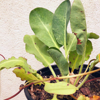 Anemopsis californica, Yerba Mansa leaves