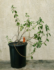 Monardella villosa 'Russian River', Coyote mint 1 Gallon