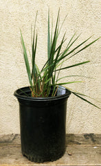 California native Leymus condensatus 'Canyon Prince'