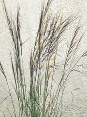 Aristida purpurea, Purple Three Awn