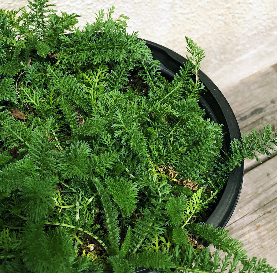 Achillea m. 'Island Pink' (yarrow)