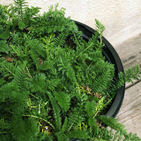 Achillea m. 'Island Pink' (yarrow)