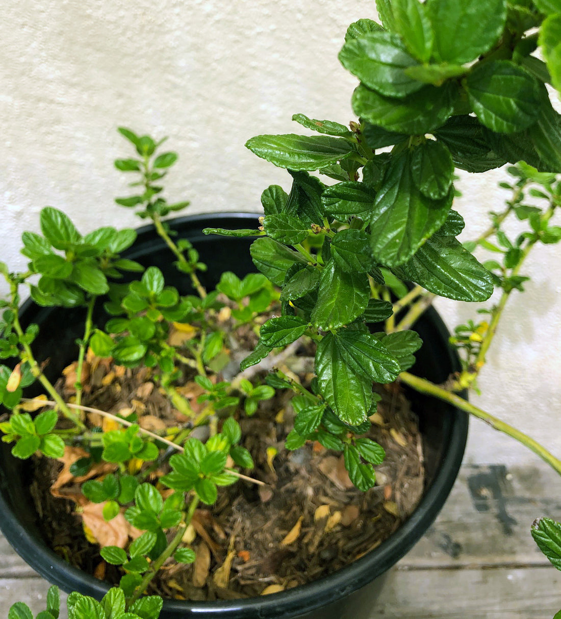 Ceanothus g.h.'Yankee Point'