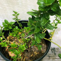 Ceanothus g.h.'Yankee Point'