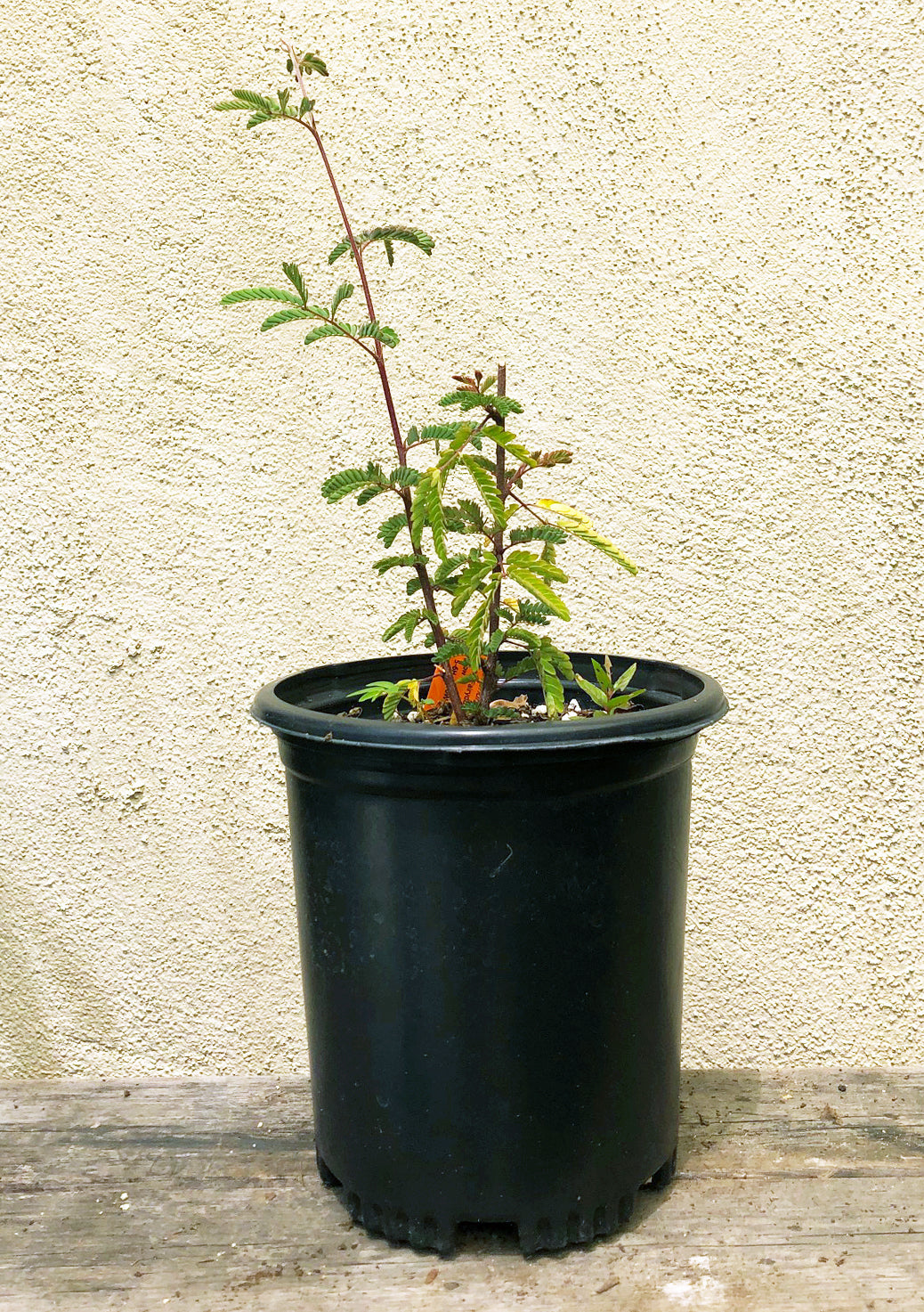 house plant duster Calliandra californica (Baja Fairy Duster)