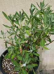 Eriogonum x blissianum