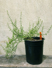 Adolphia californica (California adolphia)