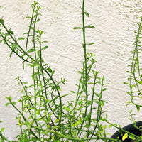 Adolphia californica (California adolphia)