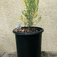 Artemisia tridentata (Big Sagebrush)