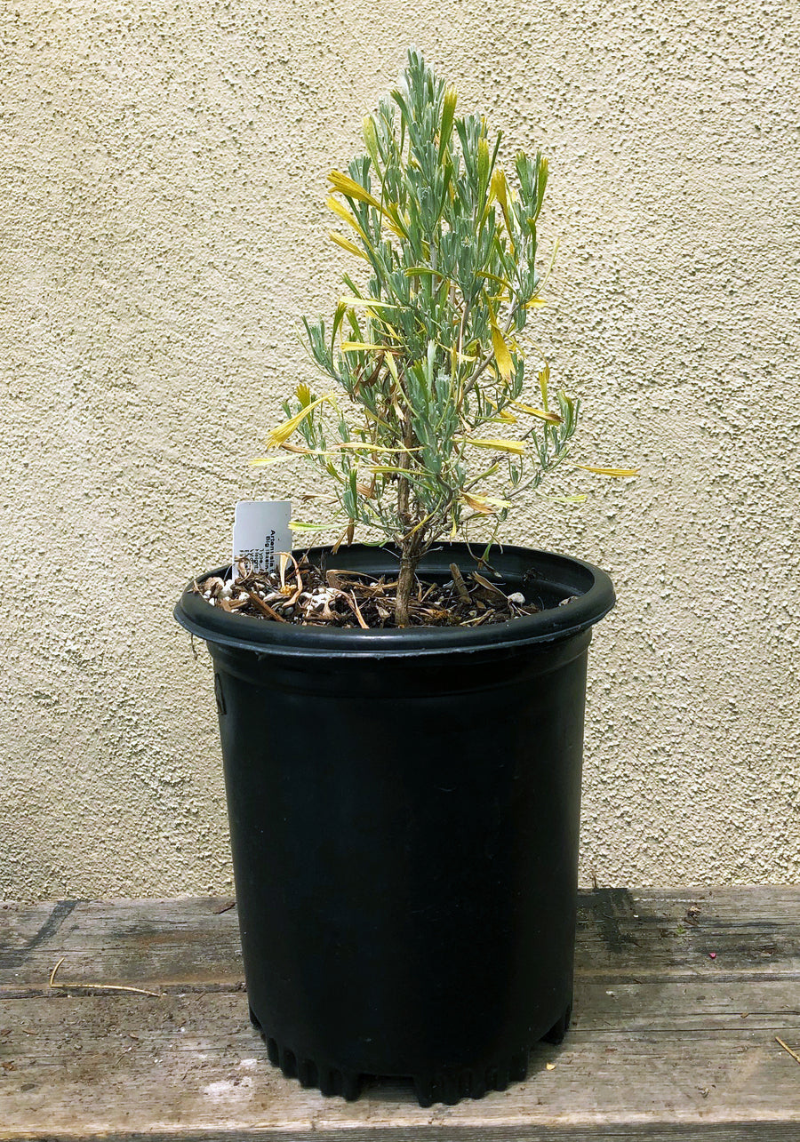 Artemisia tridentata (Big Sagebrush)