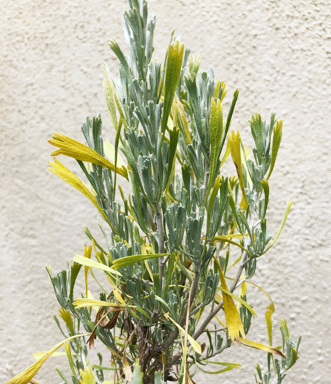 Artemisia tridentata (Big Sagebrush)