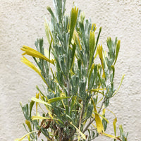 Artemisia tridentata (Big Sagebrush)