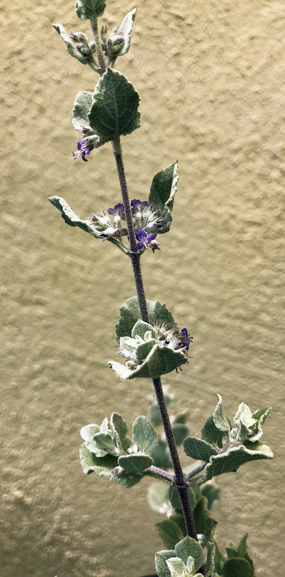 Condea (Hyptis) emoryi (desert lavender)